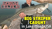 Boiling Boiling Striper In Lake Mead Nevada アメリカ最大の人工湖でストライプドバスが釣れすぎてやばい バス釣り 釣りガール 陸っぱり Youtube