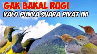 Suara Pikat Sogon Menjerit Kombinasi Prenjak Ribut Untuk pikat Burung Kecil