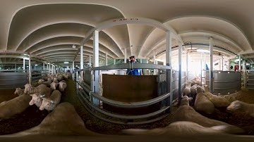 Livestock Export Supply Chain Sheep - 360