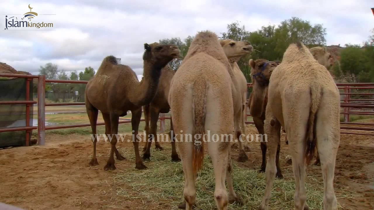 Oyinchoq va orgazm porno