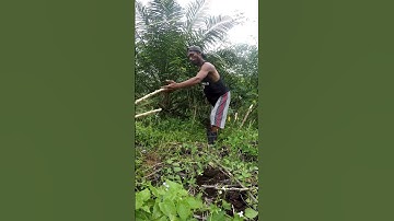 Harvesting cassava part 441 #shorts #farming #cassava #nature  #cassavaroots #cassavafarming
