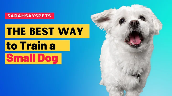 How To Train A Small Dog | Sarah Says Pets #Traine...