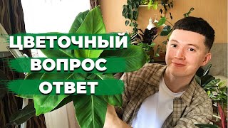 Про Комнатные Растения и Уход » Отвечаю на Ваши Комментарии