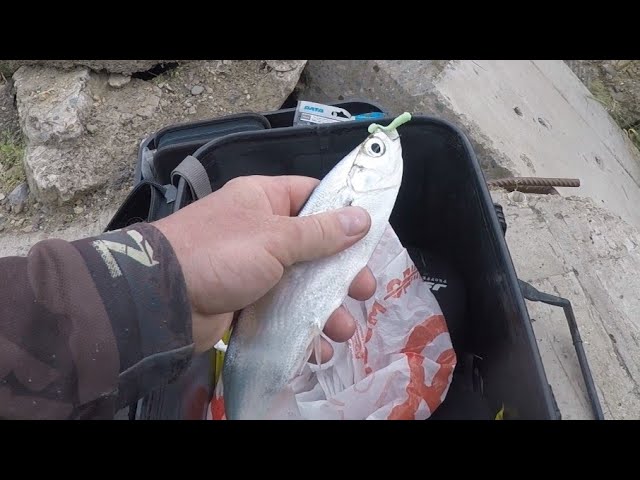 ЛОВЛЯ ЧЕХОНИ НА СПИННИНГ. РЕКА КУБАНЬ