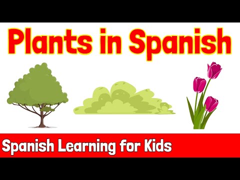 Video: Spanish Needle Plant Info - Lär dig mer om kontroll av spanska nålar