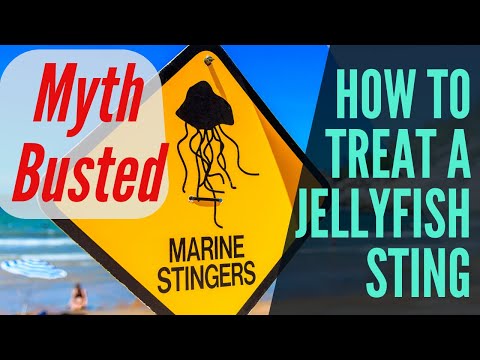 How to treat a Jellyfish Sting_ Myth Busting with Ms. Mallory