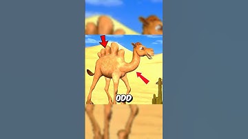The Camel With 5 Humps… Wasn’t a Camel 😳🐪 #shorts