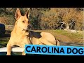 Carolina Dog - American Dingo - TOP 10 Interesting Facts