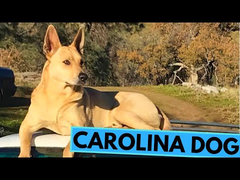 Wideo: The American Dingo: What Is a Carolina Dog?