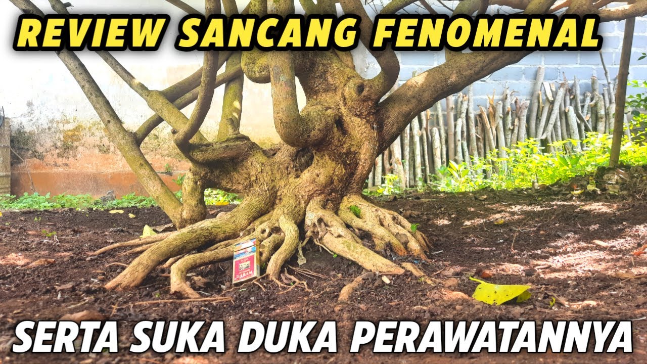 REVIEW SANCANG FENOMENAL SERTA SUKA DUKA PERAWATANNYA