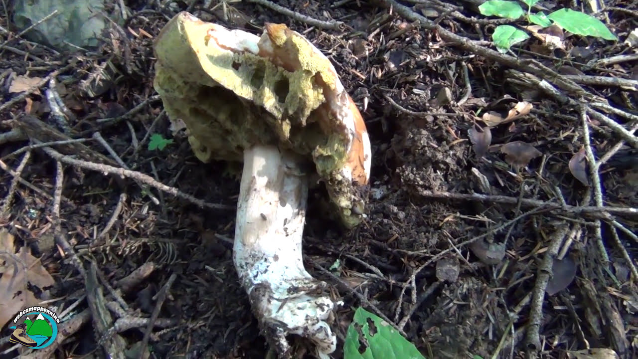 Funghi Porcini Prime nascite Toscana e Appennino YouTube