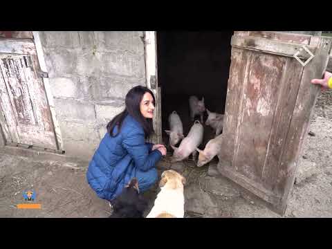 მე ვარ ფერმერი - ქართული ბატები და ციმბირული თეთრი ლინდები, ხობიდან