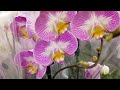 НОВЫЕ ПУШИСТЫЕ орхидеи в ЛЕРУА МЕРЛЕН,Лента! ОРХИДЕЯ фаленопсис НОВЫЙ СОРТ, big lip, онцидиум orchid