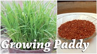 Growing Rice (Paddy) in a Container - Terrace Garden