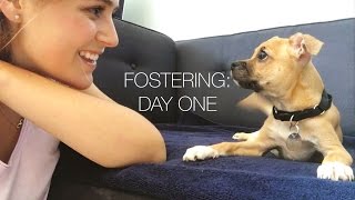 Fostering for the First Time: Day One