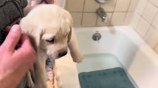 Lab Puppy DASHER takes a bath before his Christmas Party! 🎉 #labrador #puppy #cutepuppies