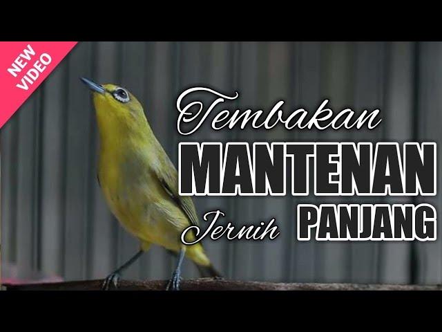 Masteran pleci NEMBAK MANTENAN GUNUNG panjang ( SEJALUR ) class=