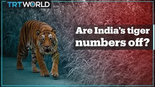 Are India's tiger numbers accurate?