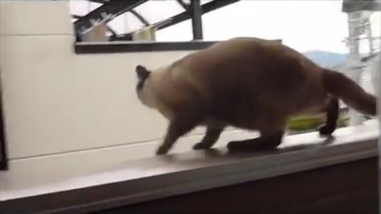 Chat Qui Saute D Un Balcon Youtube Chat Qui Saute D Un Balcon Youtube
