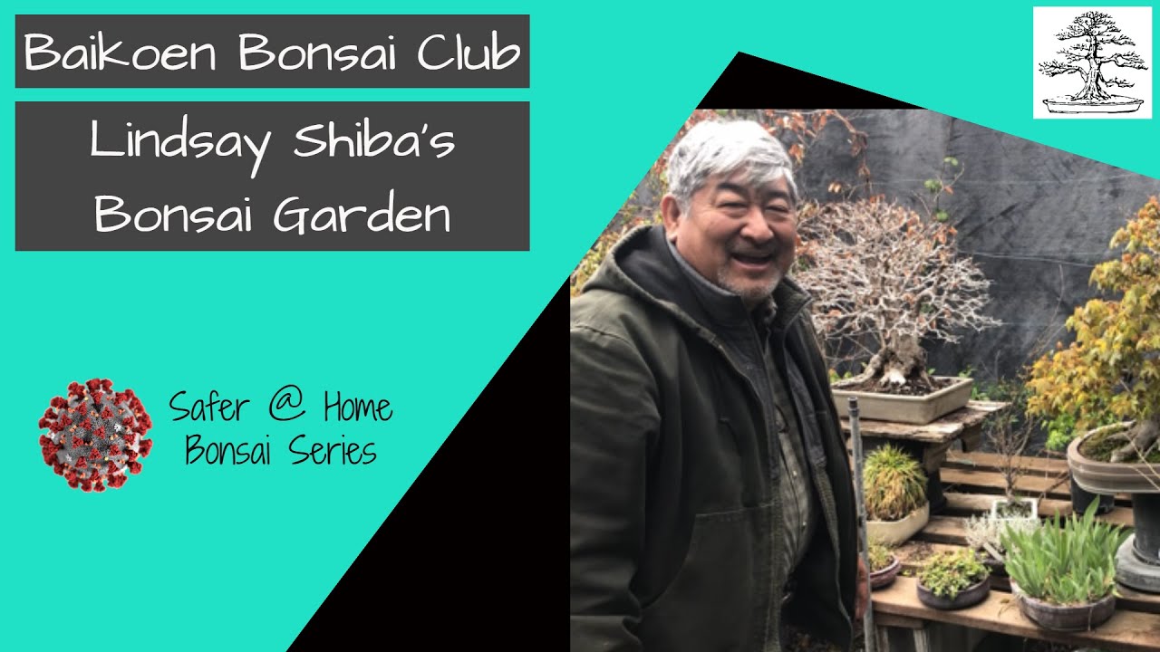 Lindsay's Bonsai Garden 