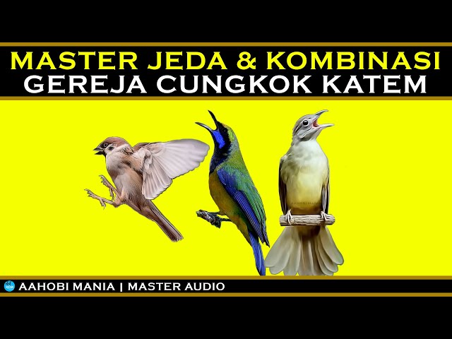 MASTER BURUNG | Gereja Cungkok Katem | Berjeda dan kombinasi class=