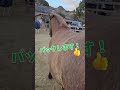 自ら張り切って特技を披露する道産子テディがこちらです!笑 #引退馬支援牧場#引退競走馬#道産子#ポニー