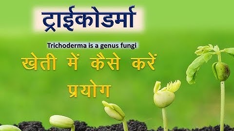 How to use trichoderma fungi | ट्राइकोडर्मा फफूंदनाशी  का आसान उपयोग | खेती के लिए महत्त्वपूर्ण