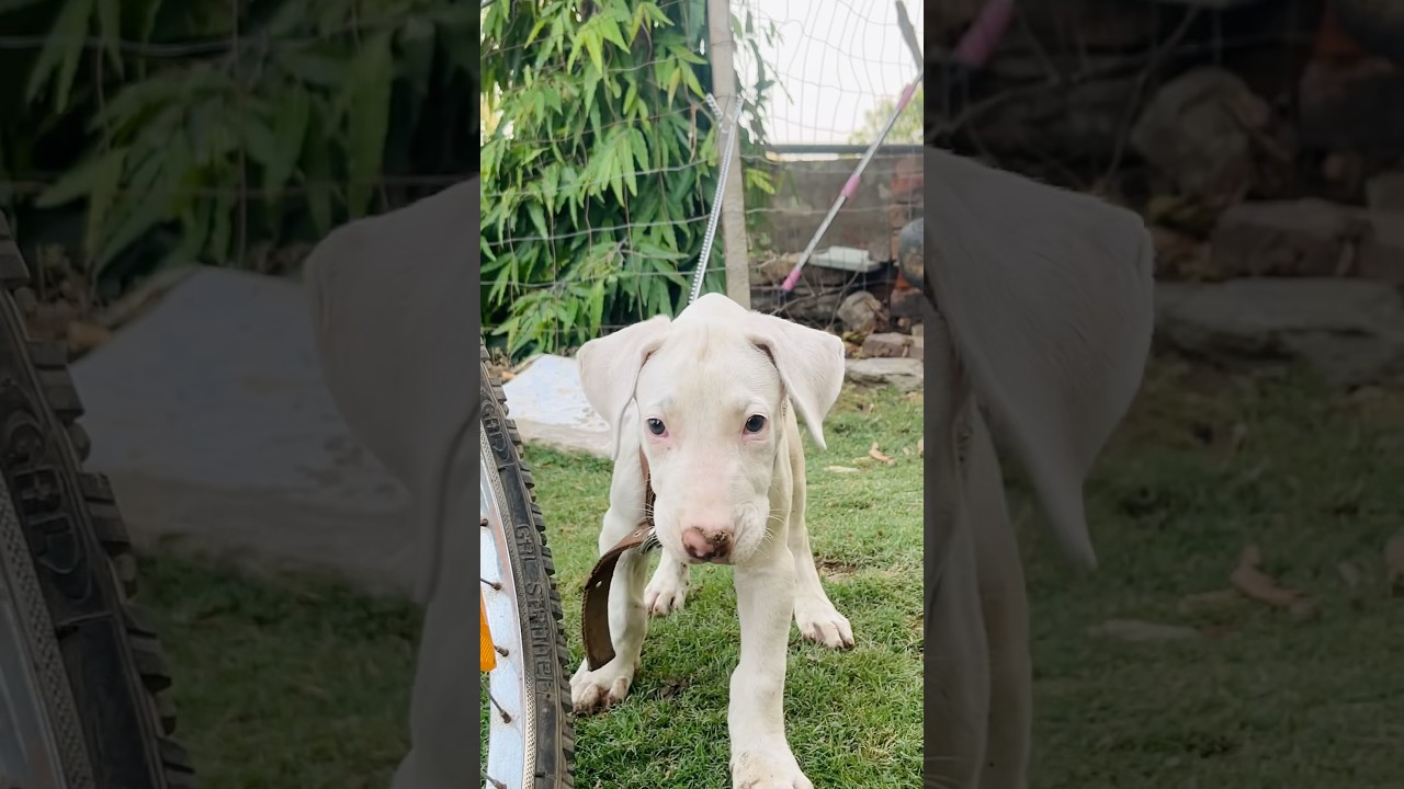 15000 KA INDIAN BULLY🐶🦮#ytshorts #automobile #indianbully #dog #dogs #dogshorts #doglife #doglove