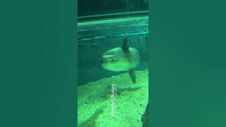 Osaka Aquarium Kaiyukan
