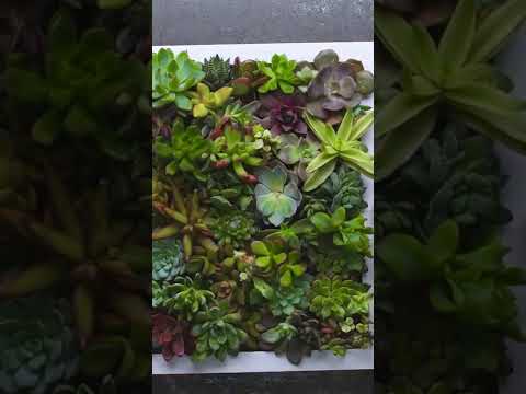 ვიდეო: მინი სუკულენტის ბაღების დიზაინი: როგორ გააკეთოთ ზღაპრული ბაღი სუკულენტებით