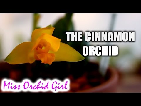 Video: Lycaste Orchid Guide: Mga Tip Para sa Pagpapalaki ng Lycaste Orchid