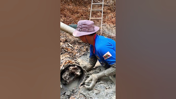 Looking for snakehead fish under the wood in the river #snakeheadfish #shorts