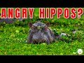 Understanding Hippos: Behavior, Threats, and Interactions