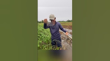 Quá khứ chuột to không #batchuotdong  #sanbat #batchuotduongmon #farming  #sanbatmientay #shortvideo