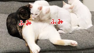 先住猫をふみふみする保護子猫たち