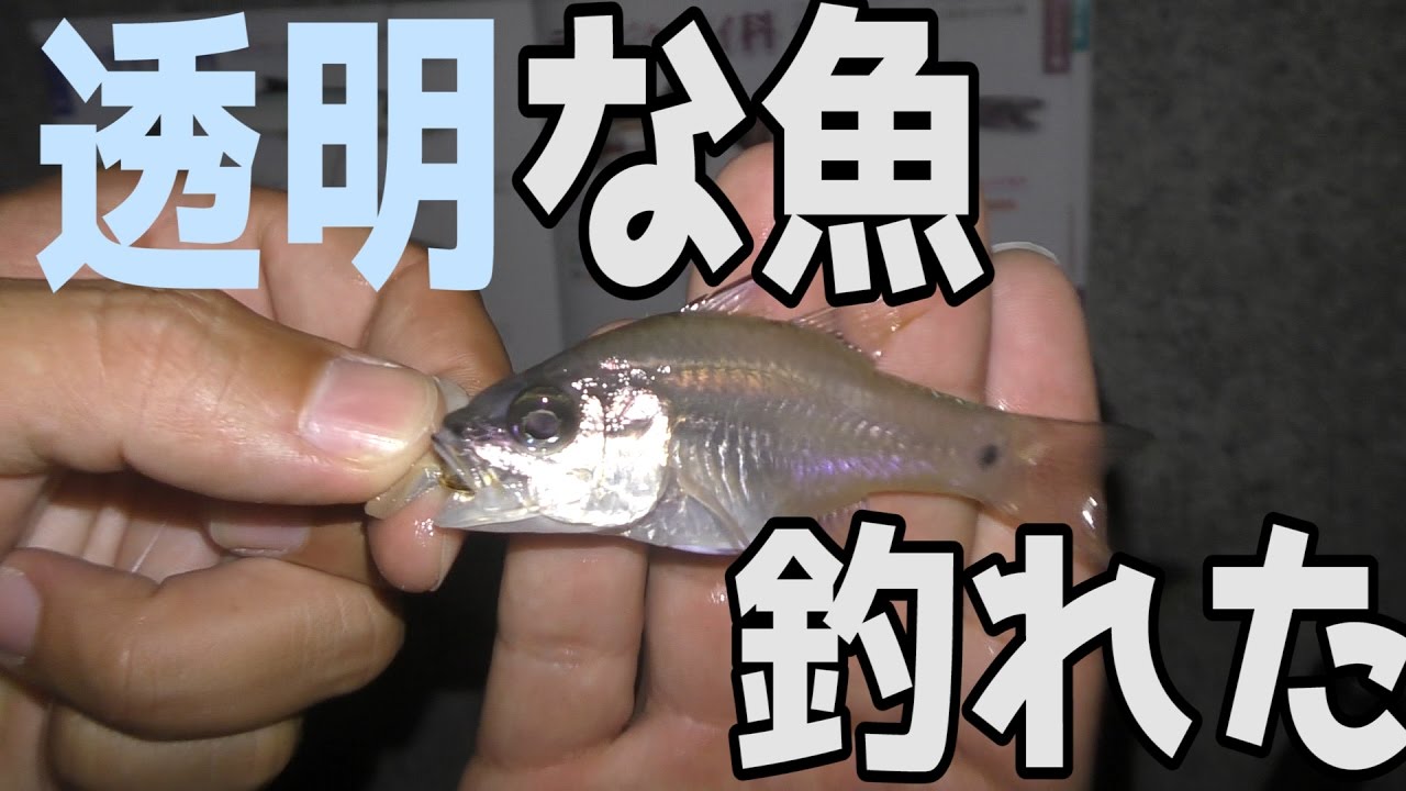 夜釣りで透明な魚が釣れた 魚図鑑を埋めろ7話 Youtube