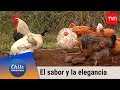 El sabor y la elegancia del huevo | Chile conectado | Buenos días a todos