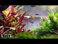 So Clean! You Wont Believe These Amazing Aquariums and Aquascapes! So Clean!