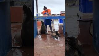 #sealion and #brown #pelican waiting some some #fish at the #fishmarket in #santacruz #galapagos