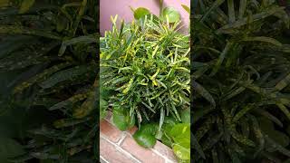 Beautiful Croton Plant # #nature #indoorplants#urbangardening #containergardening#viral#diy #shorts