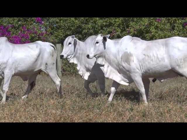 LOTE 25   2159 2511 2687 mp4