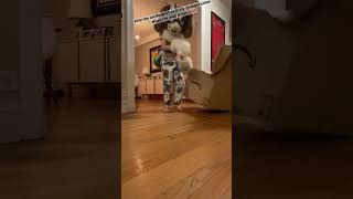 Draft =3 #silly #fluffinstuff #floof #furry #floofy #BITE #kidcore #furniture #fursona