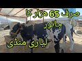 Lyari maweshi mandi cattle rates update8may2024cow mandi update 