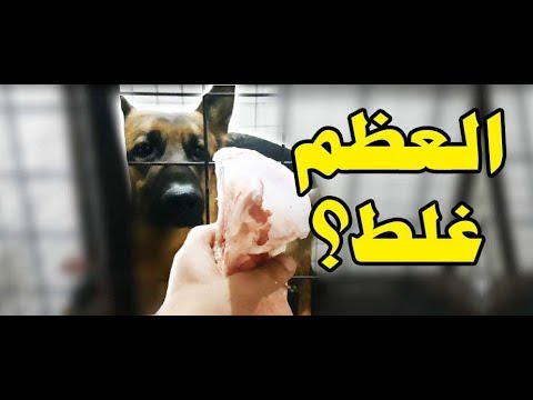 فيديو: الكلاب والعظام: مزيج خطير