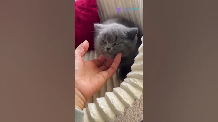 Video 11863201: british shorthair blue kitten, britishshorthair