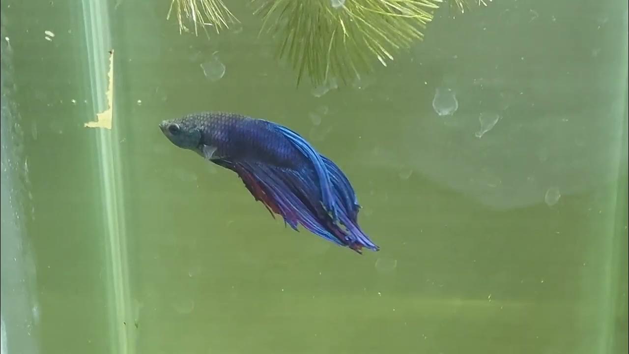 Epsom salt bath for Betta fish YouTube