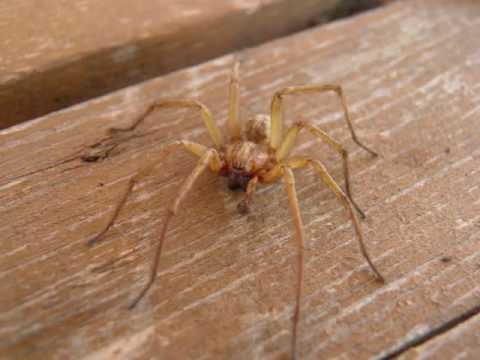 The Hobo Spider