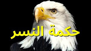 لن تصدق الدروس التي يمكن تعلمها من النسور - حكمة النسر