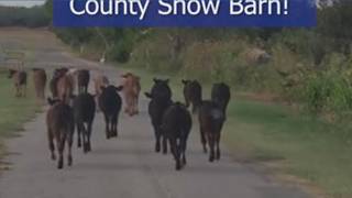 Holy cow About 40 runaway calves hoof it to Chili s parking lot in Atascosa County