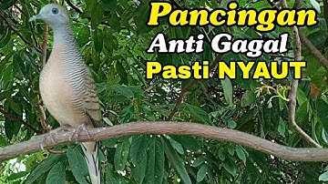 Pancingan perkutut  Anti gagal Jamin 100% Pasti Nyaut